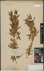 Foto von Salix triandra L. x Salix viminalis L.